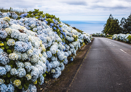 Tranquil flower lined country road in rural Azores, Portugal