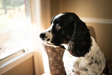 Springer Spaniel sitting in a chair looking out a window