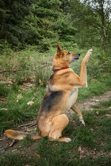 Naklejka premium German Shepherd Saluki Cross giving paw