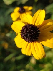 Rudbeckia triloba