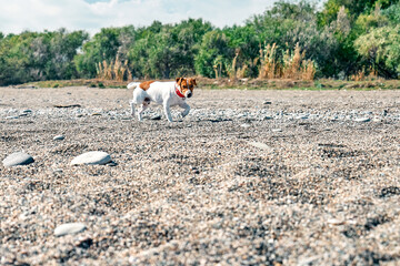 Adorable dog Jack Russell Terrier playing on the pebble beach. Spending time with pet. Vacation with pets in the summer outdoors.