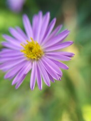 Fototapeta premium Aster