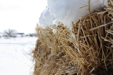 hay bale in the snow