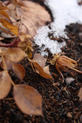 leaves on the ground in snow