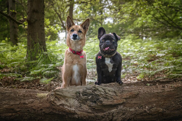 Naklejka na ściany i meble Two dogs German Shepherd Saluki and French Bulldog in the forest