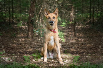 German Shepherd Saluki Cross looking at the camera