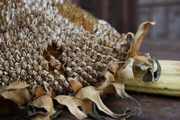 close up of a pile of dried sunflower seeds on the plant
