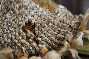 close up of a pile of dried sunflower seeds on the plant