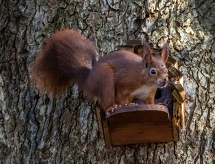 The endangered red squirrel on Anglesey 