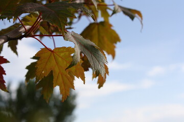 autumn leaves against blue sky