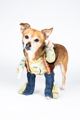 Small dog with tilted head on white background wearing a hippie costume
