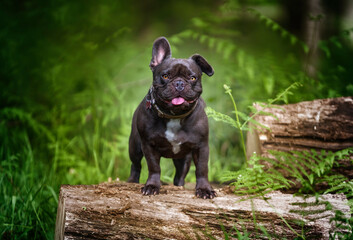 French Bulldog looking at the camera one ear up one ear down