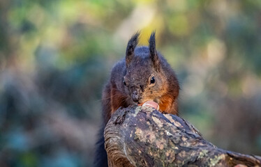 Obraz premium The endangered red squirrel on Anglesey 