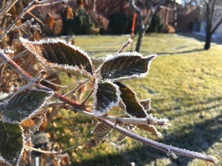 Branches and leaves and buds covered in morning frost