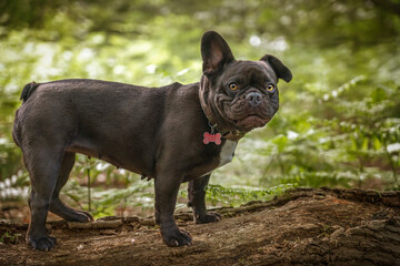 French Bulldog looking at the camera one ear up one ear down