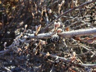 Branches and leaves and buds covered in morning frost