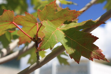 Red and green fall leaves on a blue cloudless sky background