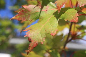 Red and green fall leaves on a blue cloudless sky background