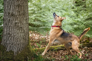 German Shepherd Saluki Cross looking at a squirrel in a tree