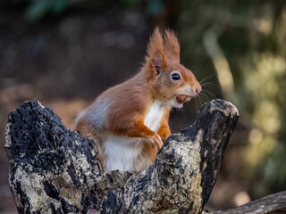 The endangered red squirrel on Anglesey 