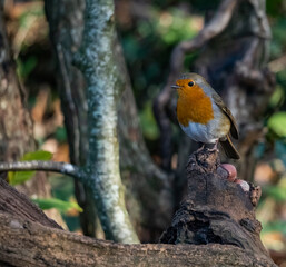 Robin Red Breast bird close up 