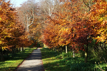 Autumn in the public park of The Hague
