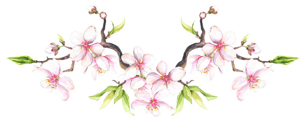 Obraz na płótnie Canvas Watercolor painted white cherry blossoms on a branch. Isolated floral arrangement illustration. Cut out hand drawn PNG illustration on transparent background. Watercolour isolated clipart drawing.