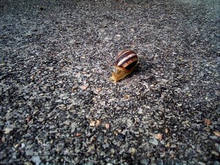 snail on the road