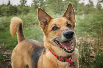 German Shepherd Saluki Cross in the forest