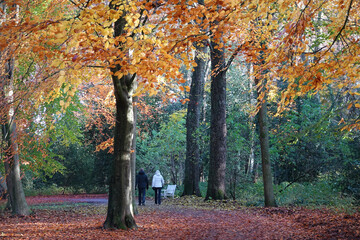 Autumn in the public park of The Hague