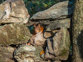 The endangered red squirrel on Anglesey 