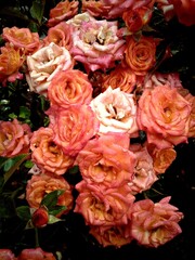 autumn roses
