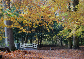 Fototapeta na wymiar Autumn in the public park of The Hague