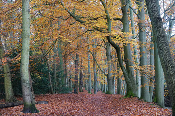 Autumn in the public park of The Hague