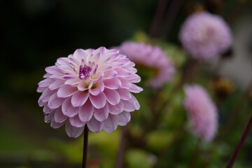 close up of a pink dahlia