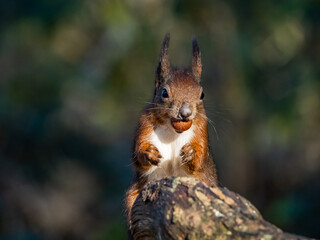 The endangered red Squirrel on the isle of Anglesey 