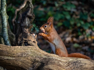 Naklejka na ściany i meble The endangered red Squirrel on the isle of Anglesey 