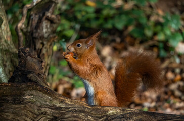 Naklejka na ściany i meble The endangered red Squirrel on the isle of Anglesey 