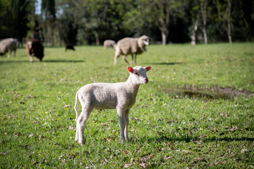 Obraz premium Corderito