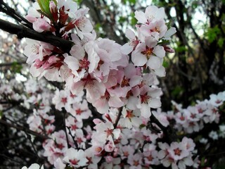 pink cherry blossom