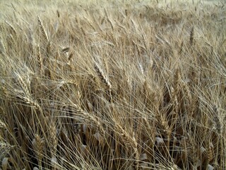 spikelets of wheat