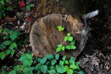 Fallen tree shaft on forest floor with vines growing on it.