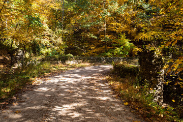 Fototapeta na wymiar Gravel path through the fall foliage.