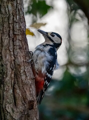 Naklejka premium Woodpecker Views around the North wales island of Anglesey