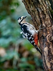 Woodpecker Views around the North wales island of Anglesey