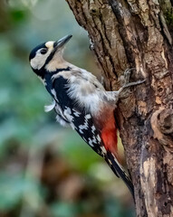 Woodpecker Views around the North wales island of Anglesey