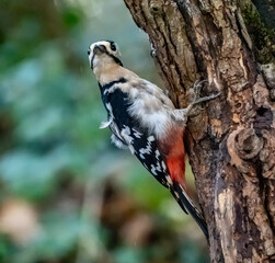 Woodpecker Views around the North wales island of Anglesey