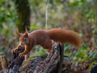 The endangered red Squirrel on the isle of Anglesey 