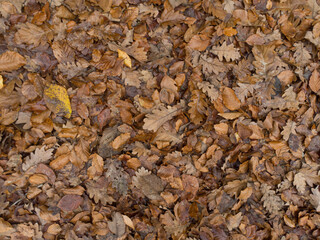 Fallen brown autumn leaves on the ground. Old leaf pattern background