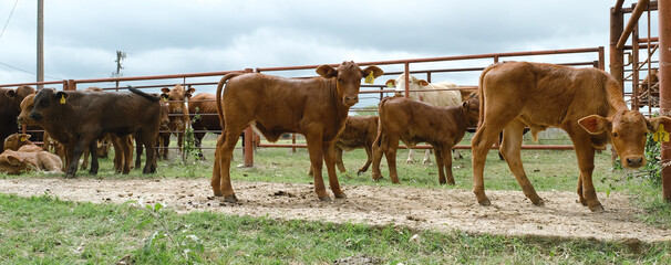 Beefmaster calves on Texas ranch for beef breed of cattle in agriculture. © ccestep8